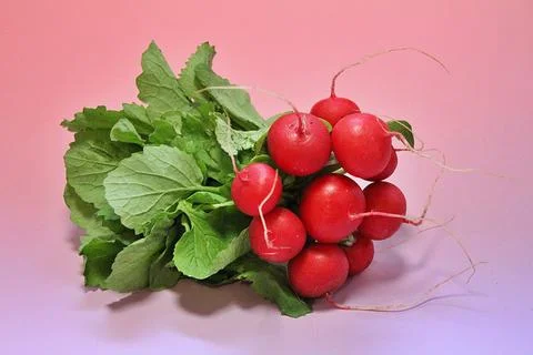Bunch of radishes Stock Photos