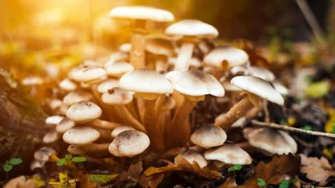 Bunch of random mushrooms in forest Stock Photos