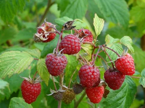 Bunch of raspberries Foto stock