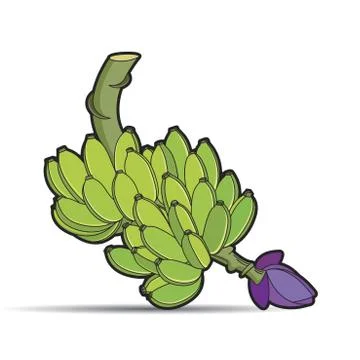 Bunch of raw bananas Stock Illustration