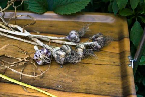 Bunch Of Raw Garlic 写真素材