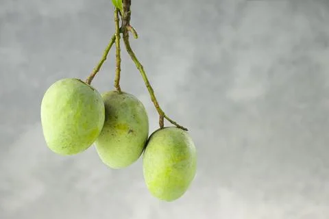 Bunch of Raw mango or Green mango Stock Photos