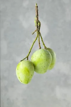 Bunch of Raw mango or Green mango Stock Photos