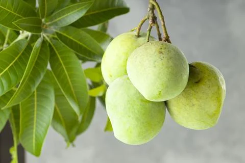Bunch of Raw mango or Green mango Stock Photos