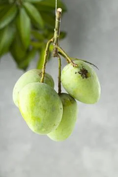 Bunch of Raw mango or Green mango Stock Photos