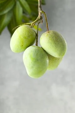 Bunch of Raw mango or Green mango Stock Photos