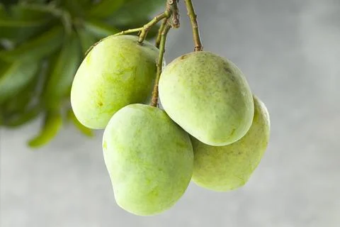 Bunch of Raw mango or Green mango Stock Photos