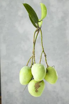 Bunch of Raw mango or Green mango Stock Photos