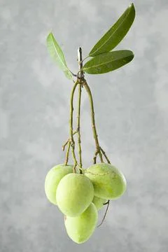 Bunch of Raw mango or Green mango Stock Photos