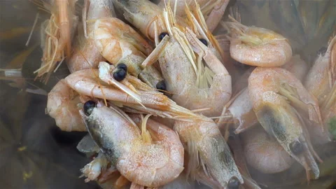 Bunch of raw shrimp being steamed Video stock 197016001