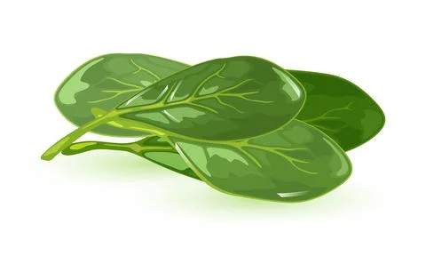 Bunch of raw spinach vegetable Stock Illustration