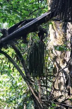 Bunch of raw wild forest palm fruit hanging from a mossy branch inside tropical Stock Photos