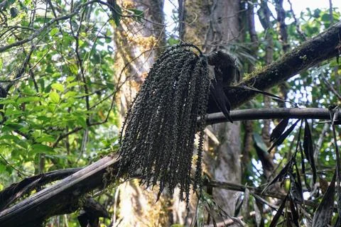 Bunch of raw wild forest palm fruit hanging from a mossy branch inside tropical Stock Photos