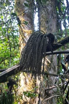 Bunch of raw wild forest palm fruit hanging from a mossy branch inside tropical Stock Photos