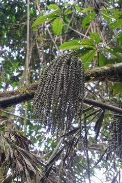 Bunch of raw wild forest palm fruit hanging from a mossy branch inside tropical Stock Photos