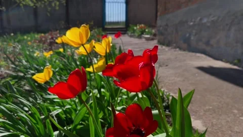 A bunch of red and yellow tulips in a garden next to a fence Stock Footage 307590366