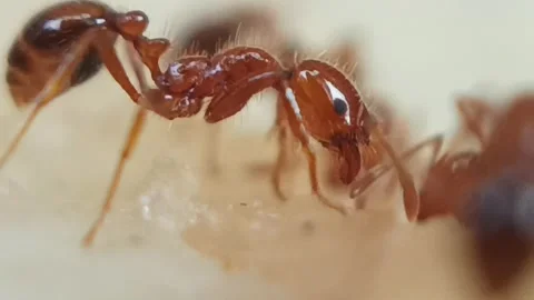 A bunch of red ants were picking up the leftover meat Stock Footage 236333615
