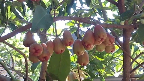 Bunch of red apple rose hanging on the tree Video stock 120330090