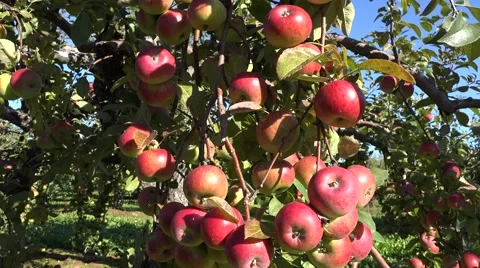 Bunch of red apples on fruit branch ready to be harvested. Handheld. 4K Stock Footage 60844674