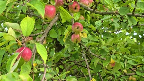 A bunch of red apples hanging from a tree branch, perfect for a still life .. Stock Footage 344796702