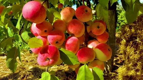 A bunch of red apples on a tree Stock Footage 160291034