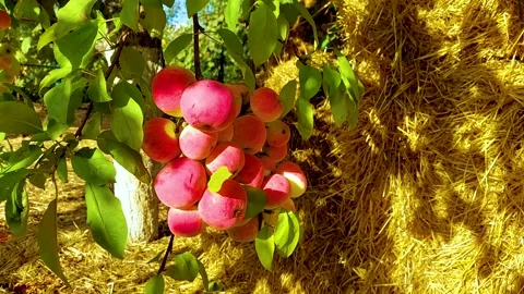 A bunch of red apples on a tree Stock Footage 160291189