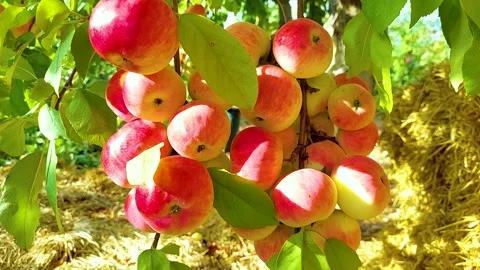 A bunch of red apples on a tree Stock Footage 160293329