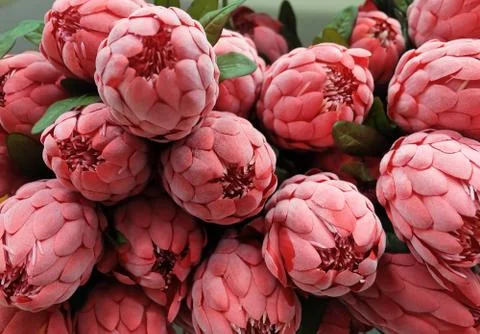 Bunch of Red Artificial Protea Aristata Flowers Stock Photos