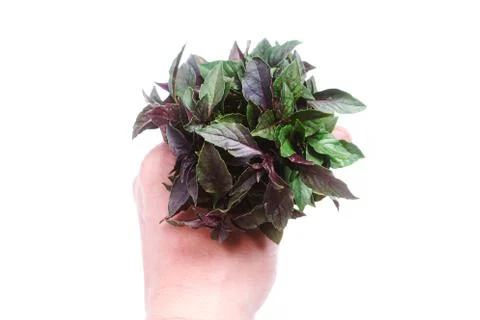Bunch of red basil in a man's hand on a white background isolate. copy space Stock Photos