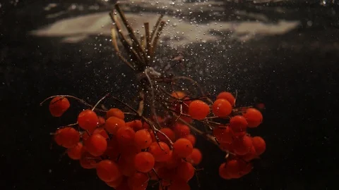 Bunch of red berries on a dark background Stock Footage 102660092
