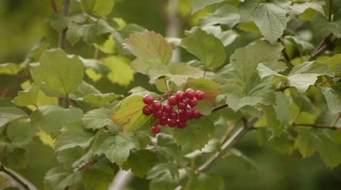 Bunch of red berries Stock Footage 50019146