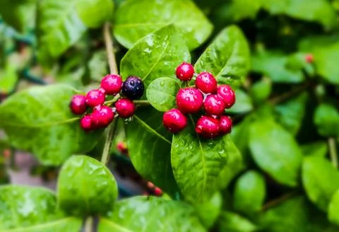Bunch of red berries. Foto stock