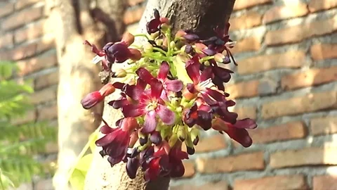 Bunch of red bilimbi flowers on the tree at the morning Video stock 121663946