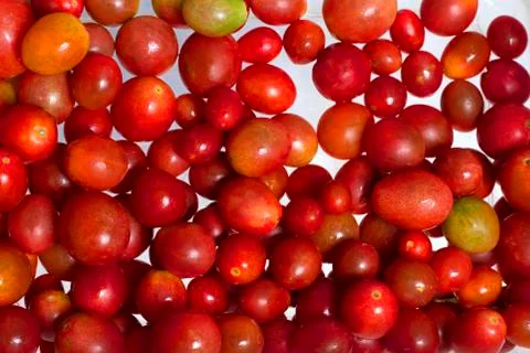 Bunch of red cherries 스톡 사진