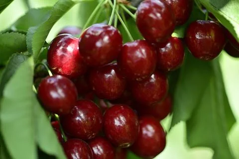 A Bunch of Red Cherries in The Tree Stock Photos