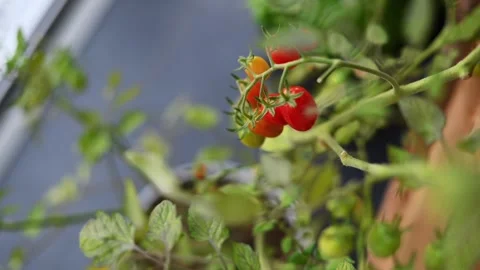 Bunch of red cherry tomatoes Stock Footage 246922465