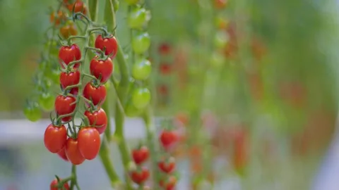 A bunch of red cherry tomatoes hangs on a branch in a greenhouse, cherry Видео 257455186