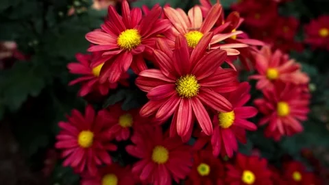 Bunch of Red Chrysanthemums on a blurry background. Krisan Aster flower Stock Footage 279461397