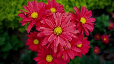 Bunch of Red Chrysanthemums on a blurry background. Krisan Aster flower Stock Footage 279521952