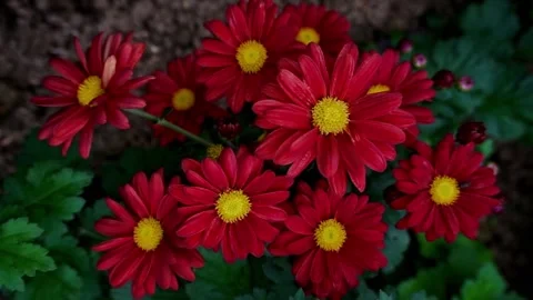 Bunch of Red Chrysanthemums on a blurry background. Krisan Aster flower Stock Footage 279524074