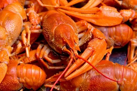 Bunch of red cooked crayfish Foto stock