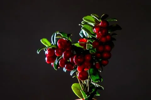 Bunch of red cranberries on gray background. Stock Photos