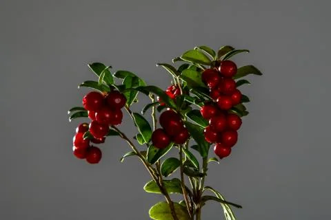 Bunch of red cranberries on gray background. Stock Photos