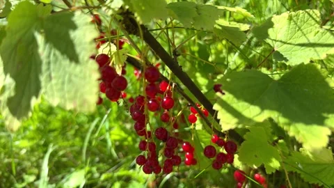 A bunch of red currant berries grows on a branch on a summer day Stock Footage 279577610