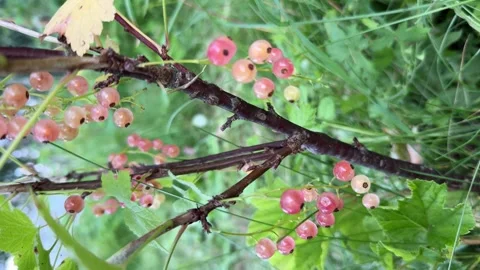 A bunch of red currant berries grows on a branch on a summer day. Stock Footage 279578387