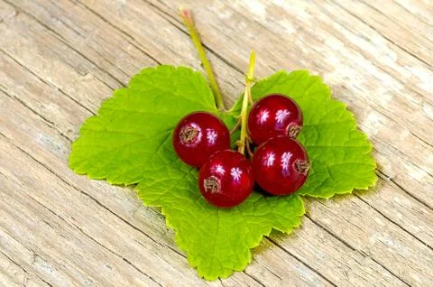 Bunch of Red currant berries on table Stock Photos