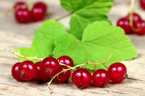 Bunch of Red currant berries on table Stock Photos