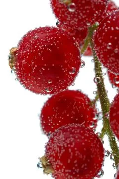 Bunch of red currant in the bubbles under water on a white background Stock Photos