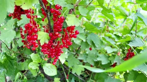 Bunch of red currant Stock Footage 202147184