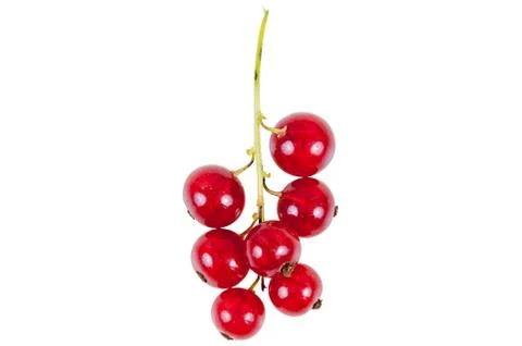 Bunch of red currant isolated on white background Stock Photos